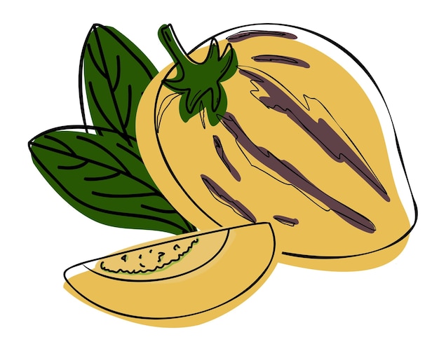 Vector pepinomeloenfruit of pepino dulce. handgetekende of doodle-stijl