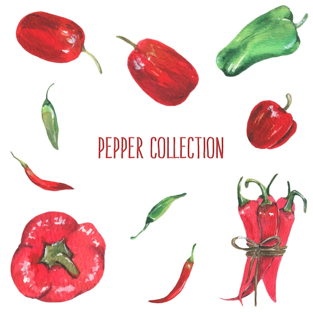 Pepper collection watercolor illustration vector isolated elements