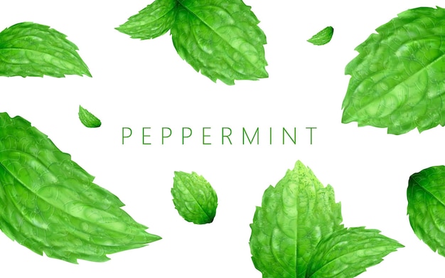 Peppermint background design, refreshing leaves floating in the air, 3d illustration