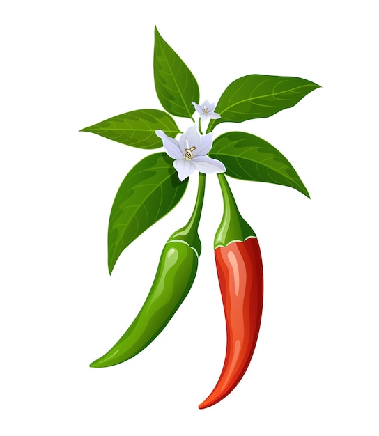 Vector peppers red and green fresh with leaves and flower