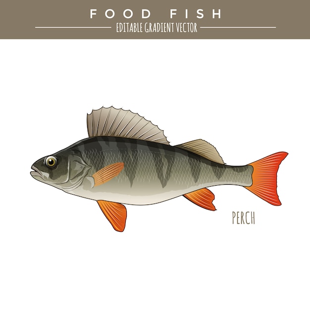 Vettore pesce persico, cibo per pesci. vettore