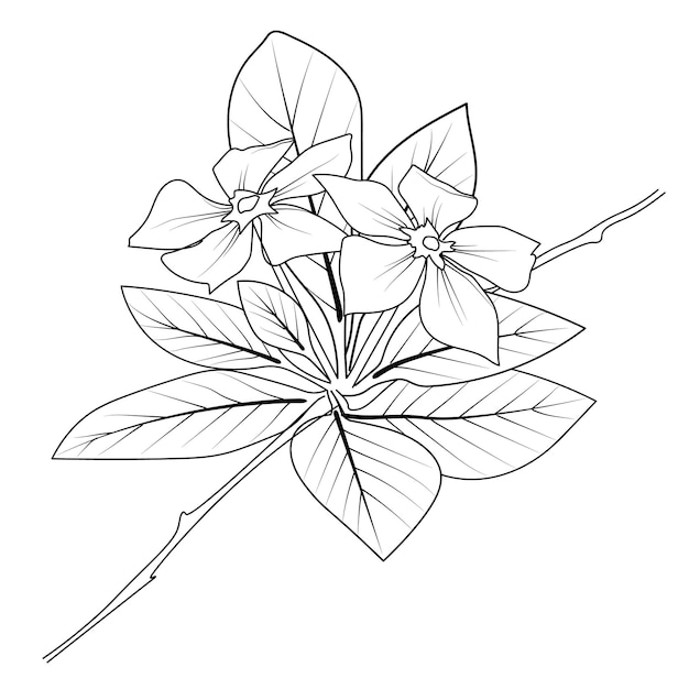 Vector periwinkle coloring pages artistic decorative floral sketch pretty flower coloring pages flower c