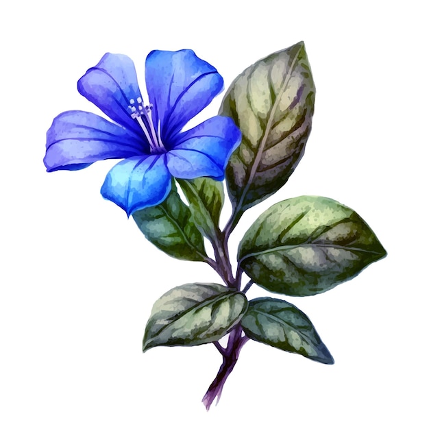 ツルニチニチソウの花の水彩絵の具