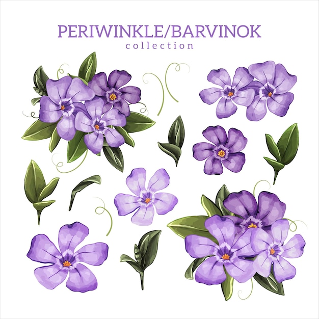 Иллюстрация цветной коллекции цветов и листьев periwinkle или barvinok