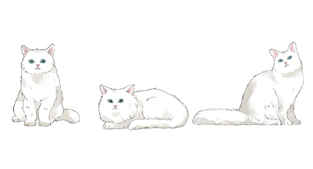 Vector persian cat