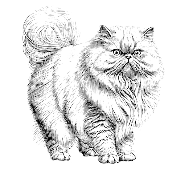 Vector persian fluffy cat standing vintage sketch hand drawn engraved style vector illustration.