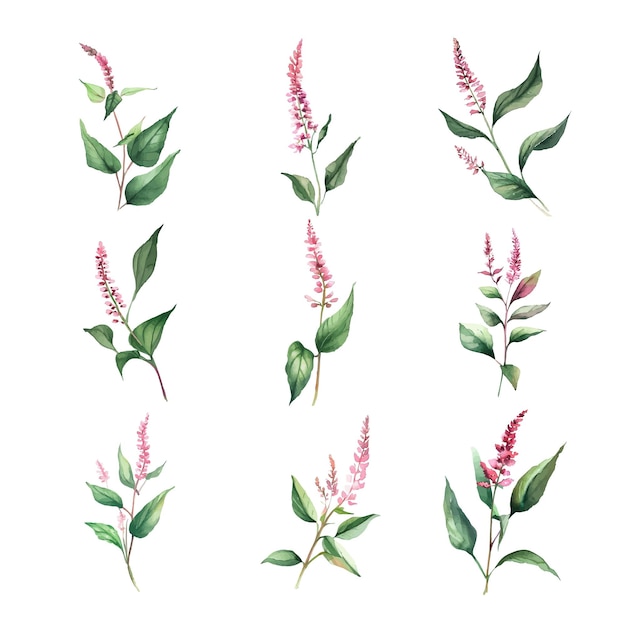 페르시카리아 오도라타 (Persicaria odorata) 수채화 분홍색 꽃과 잎의 집합 손으로 그린 터 일러스트레이션