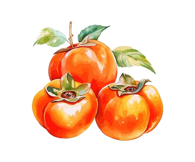 Persimmon aquarel vector illustratie ontwerp