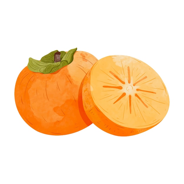 Vector persimmon fruit design elements watercolour style vector illustration