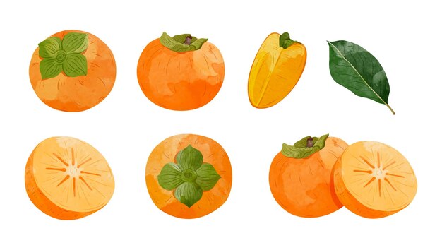 Vector persimmon fruit ontwerpelementen set aquarel stijl vector illustratie