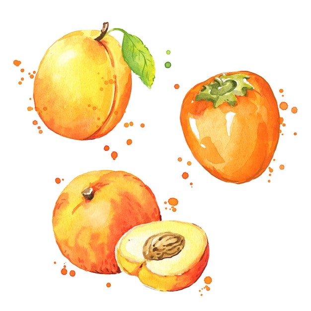 Vector persimmon, perzik en abrikoos aquarel oranje fruit illustratie