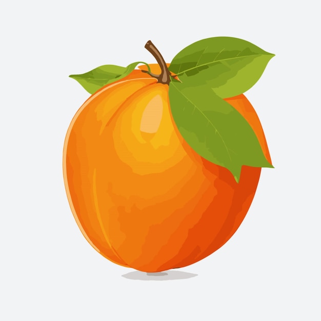 Вектор Persimmon на белом фоне