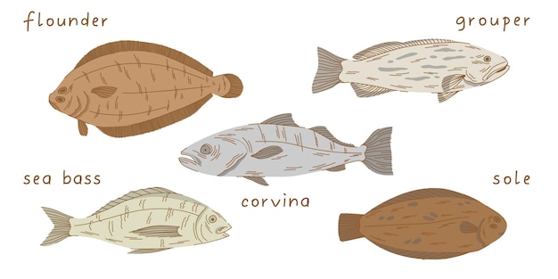 평평한 곳에 놓인 페루 물고기. under 치, corvina, 농어, 단독, 흰색 배경에 그루퍼.