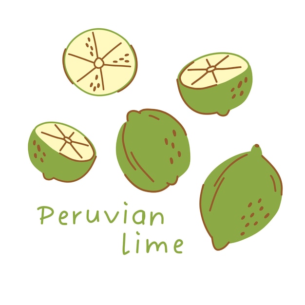 Peruvian lime illustration isolated on white background, whole fruit and fruit slices.