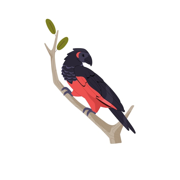 Pesquet dracula parrot sitting on tree branch Exotic bird with black and red feathers Wild animal rainforest inhabinant pet Tropical fauna Flat isolated vector illustration on white background