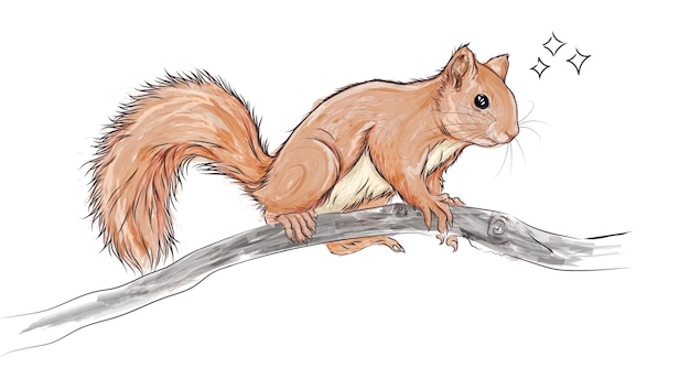 Illustrazione vettoriale animale domestico scoiattolo su un ramo di albero isolato su sfondo bianco