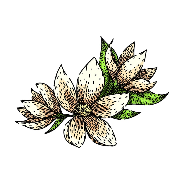 Petal jasmijn schets met de hand getekende vector