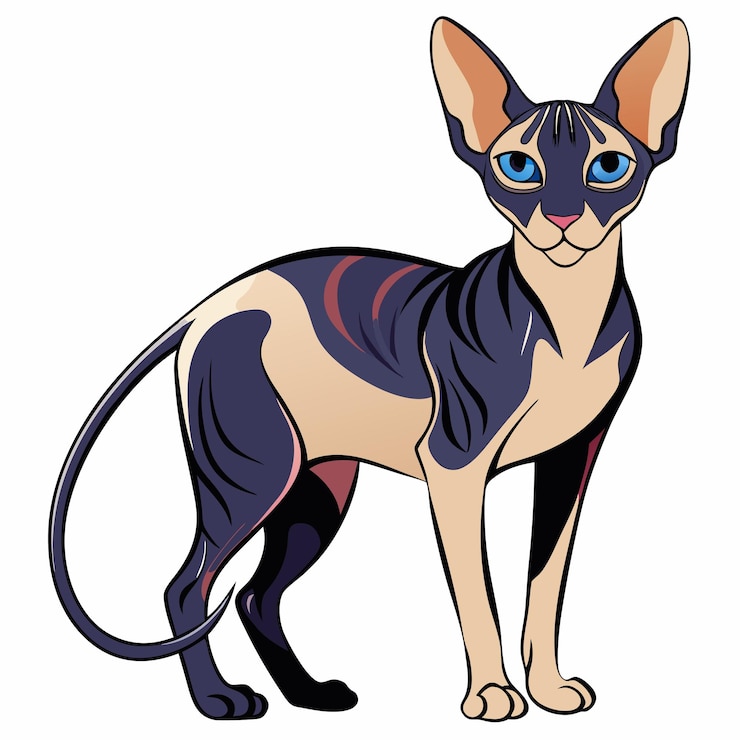 Vector peterbald vector silhouette with white background