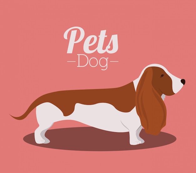 Pets design