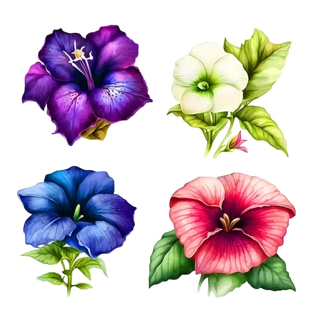 Petunia bloem aquarel verf collectie