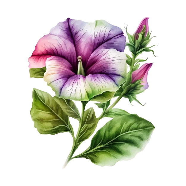 Petunia bloem aquarel verf