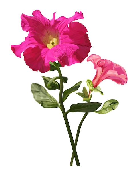 Vector petunia bloem geïsoleerde vectorillustratie