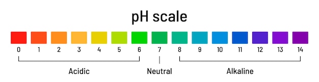 Vector ph scale chart diagram of acid and alkaline solutions on white background ph indicator acidbase balance chemical analysis vector illustration