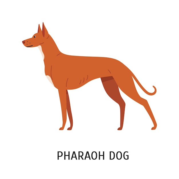 Vector pharaoh hound. lovely cute hunting dog or sighthound with short haired coat isolated on white background. gorgeous purebred domestic animal or pet. colorful vector illustration in flat cartoon style.