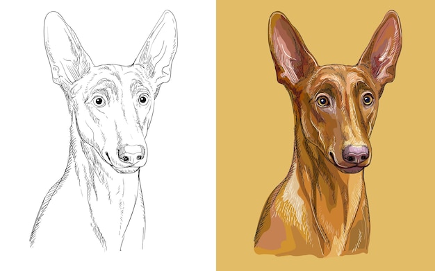 ファラオン犬のベクトル図をクローズ アップの肖像画