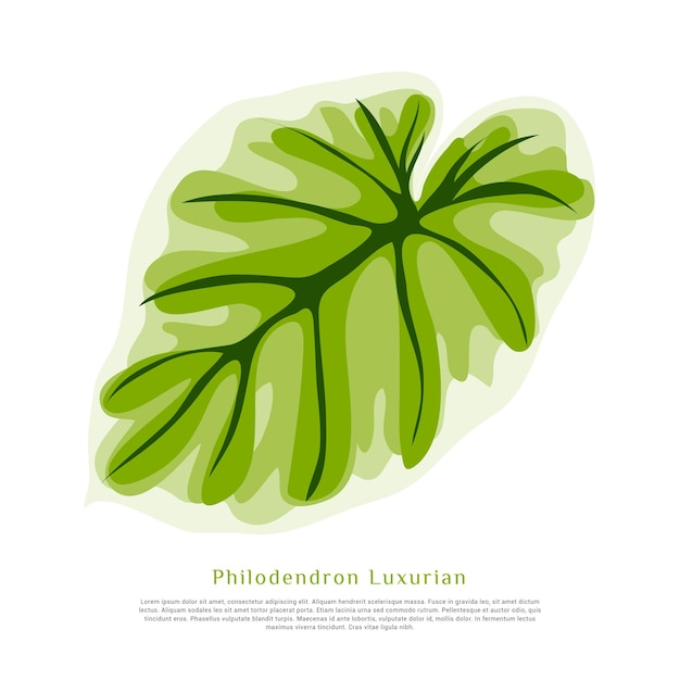 Philodendron Luxurian 단일 잎 그리기