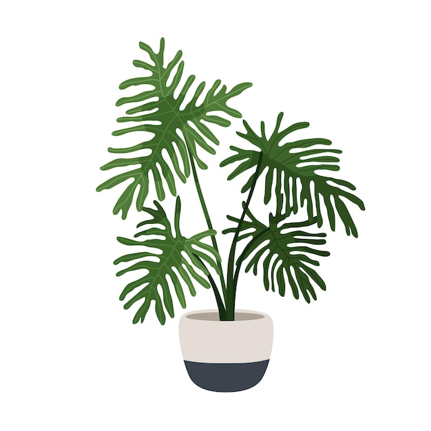 Вектор philodendron selloum, большое растение в горшке. комнатное растение с расщепленными листьями, растущее в горшке. крупнолистное домашнее дерево. комнатная растительность с огромными листьями. плоская векторная иллюстрация на белом фоне.