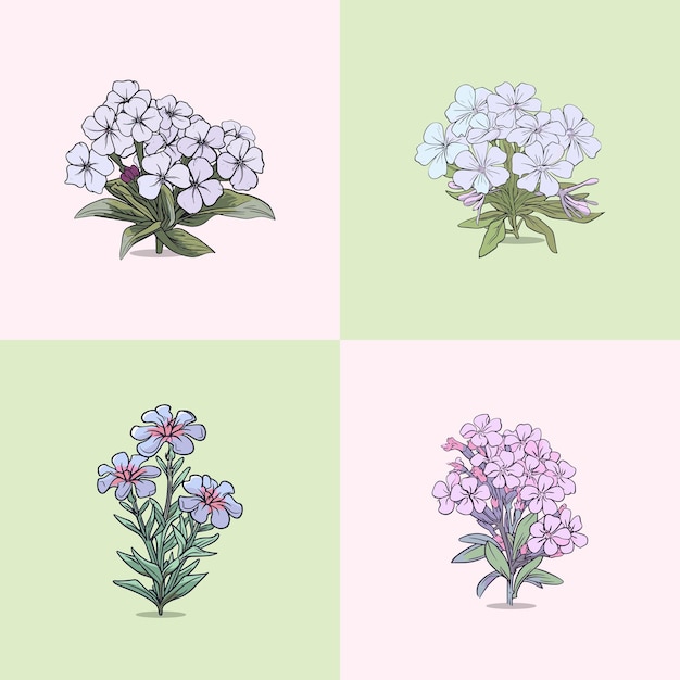 phlox vector illustraties illustratie