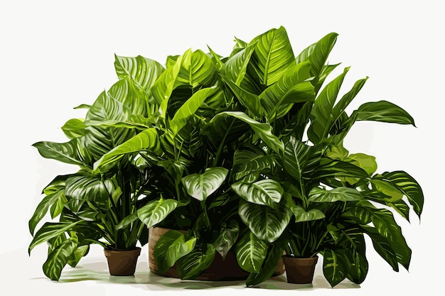 Una foto di una lussureggiante pianta esotica calathea orbifolia della famiglia delle piante di preghiera