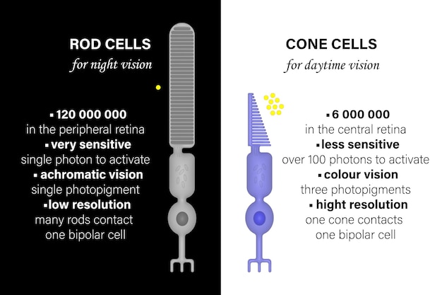 Photoreceptors_rod_and_cone