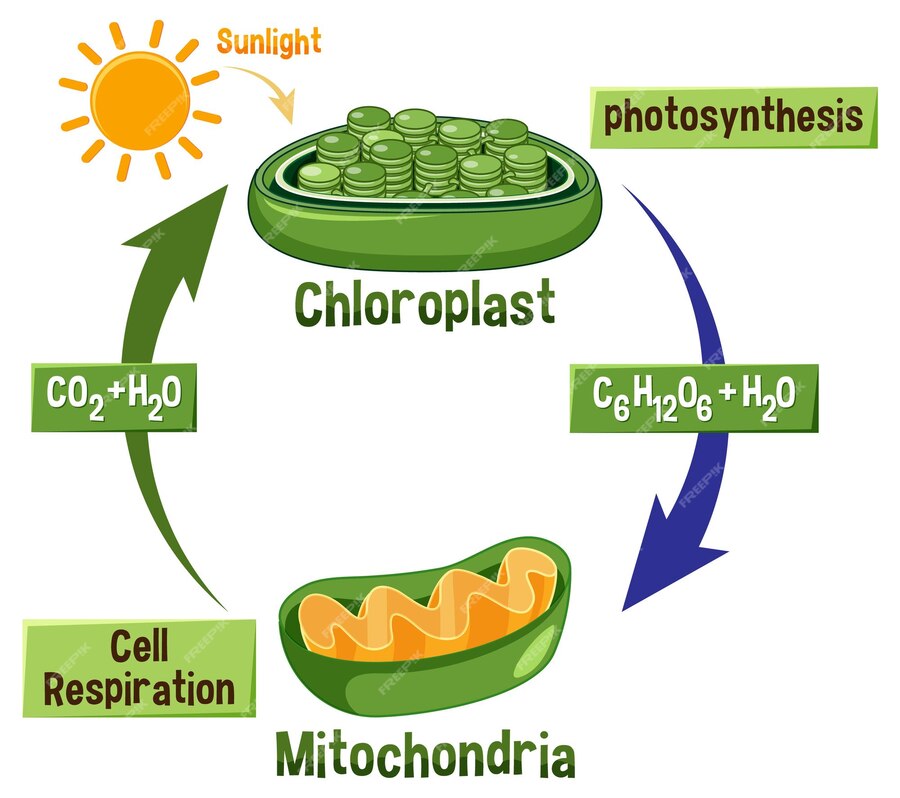 Premium Vector | Photosynthesis and cellular respiration diagram