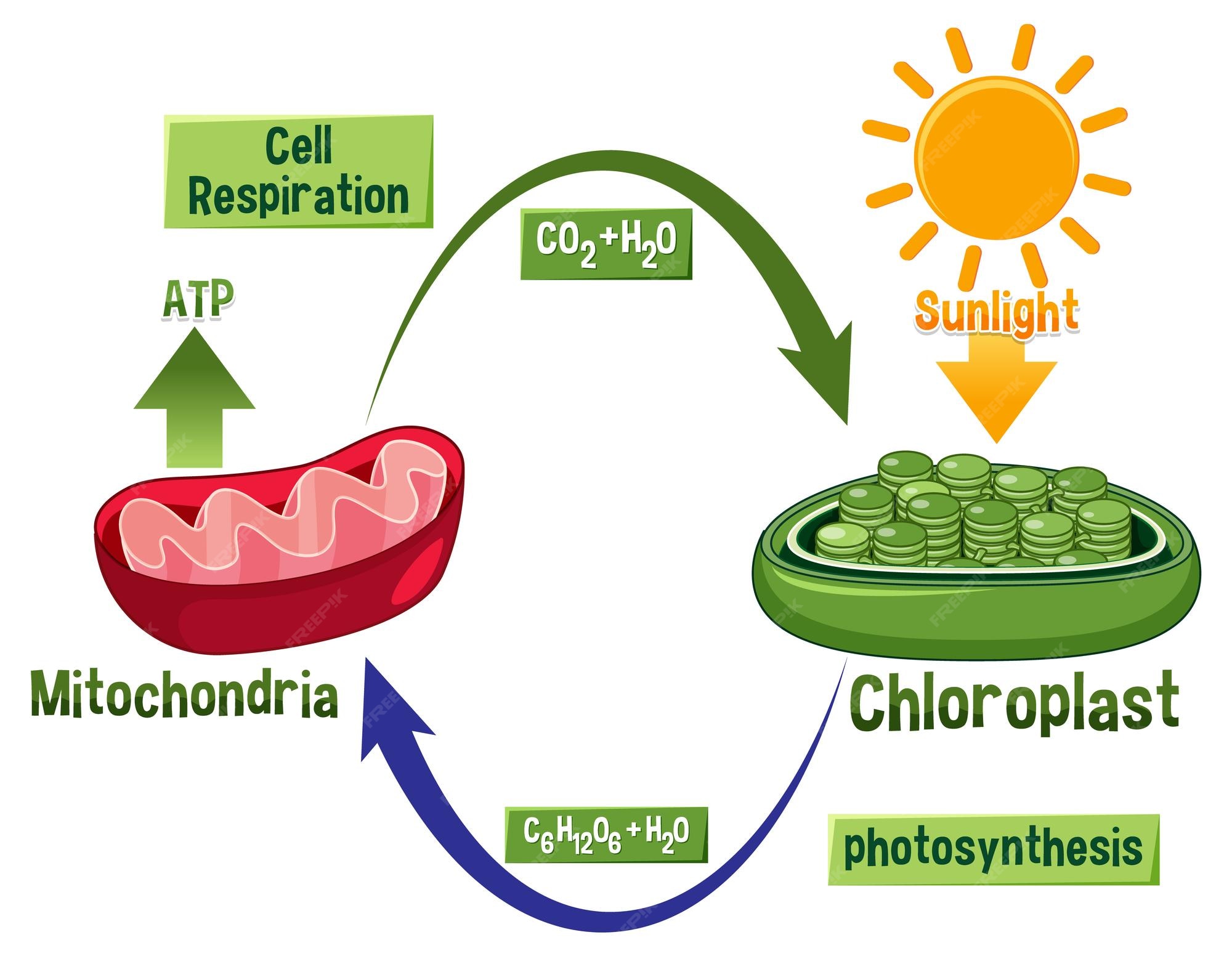 cellular-respiration-clipart