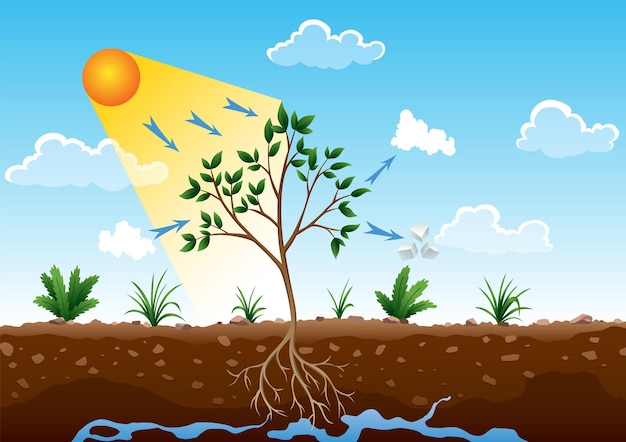 광합성 과정 나무는 비와 태양을 사용하여 산소를 생산합니다. 식물의 광합성 과정을 보여주는 다이어그램 플랫 스타일의 교육을 위한 다채로운 생물학 체계