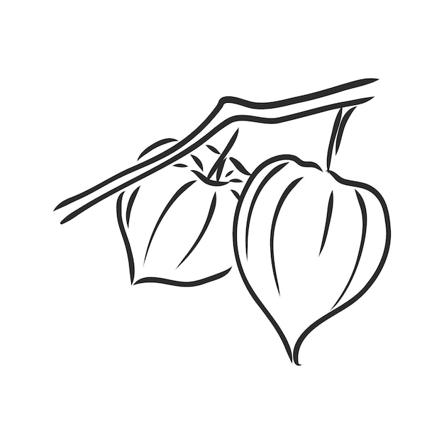 Physalis autotraced vector schets grijswaarden physalis vector schets op een witte achtergrond