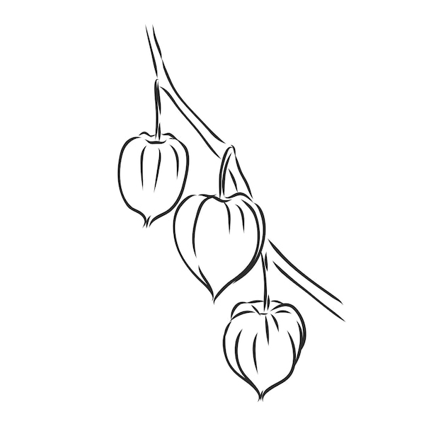 Physalis autotraced 벡터 스케치 흰색 배경에 회색조 physalis 벡터 스케치