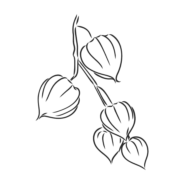 Physalis autotraced vector sketch greyscale physalis vector sketch on a white background