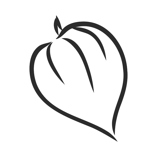 Physalis autotraced vector sketch greyscale physalis vector sketch on a white background