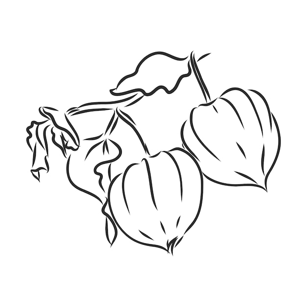 Physalis autotraced vector sketch greyscale physalis vector sketch on a white background