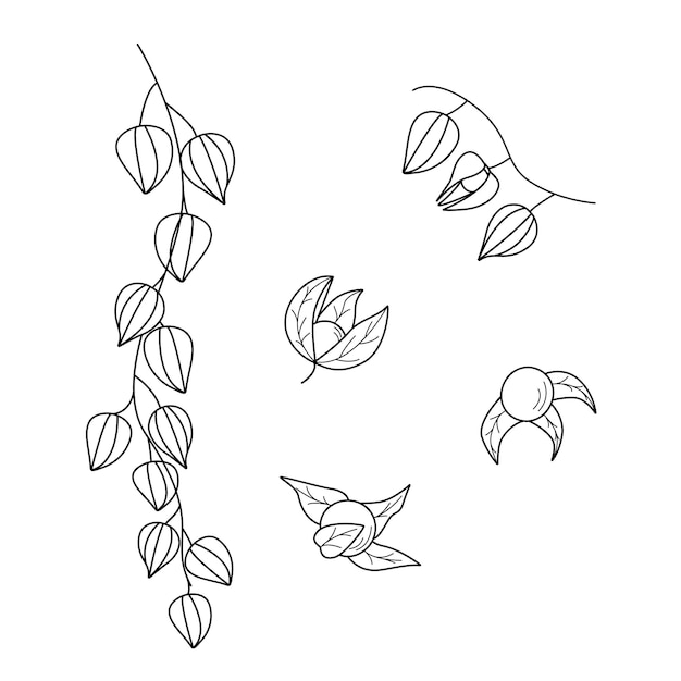 Physalis bloemen, bessen en bladeren van een herfstplant. overzicht vectorillustratie op een witte achtergrond.