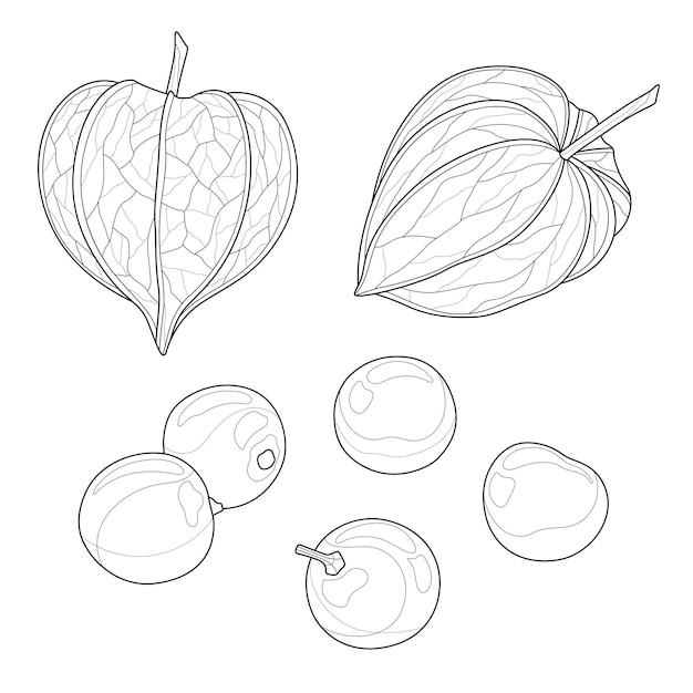 어린이와 성인을 위한 Physalis.Coloring 책 안티 스트레스. 흰색 배경에 고립 된 그림입니다. 선 얽힌 스타일입니다. 손 그리기