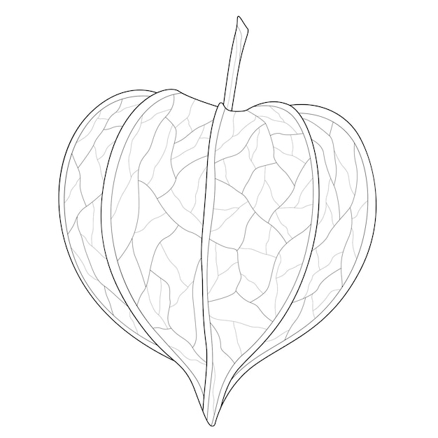 Physalis.Coloring book antistress for children and adults.