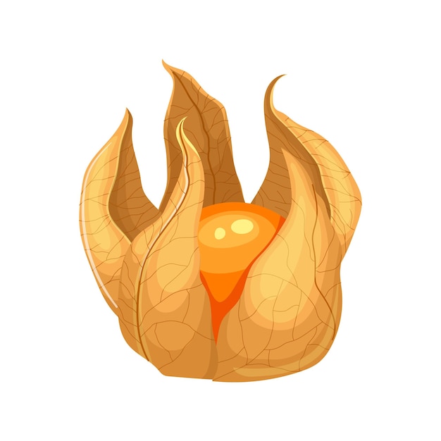 Physalis fruit cartoon vectorillustratie