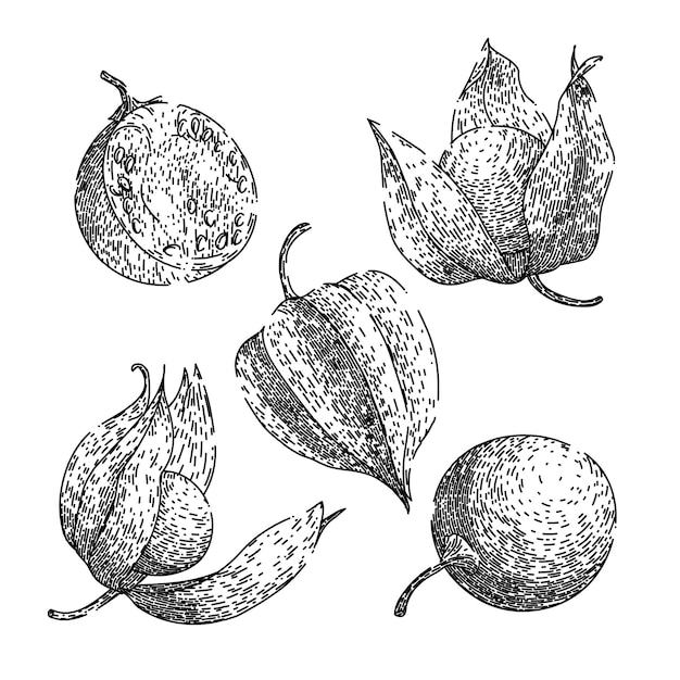 Physalis fruitbes set schets hand getekende vector