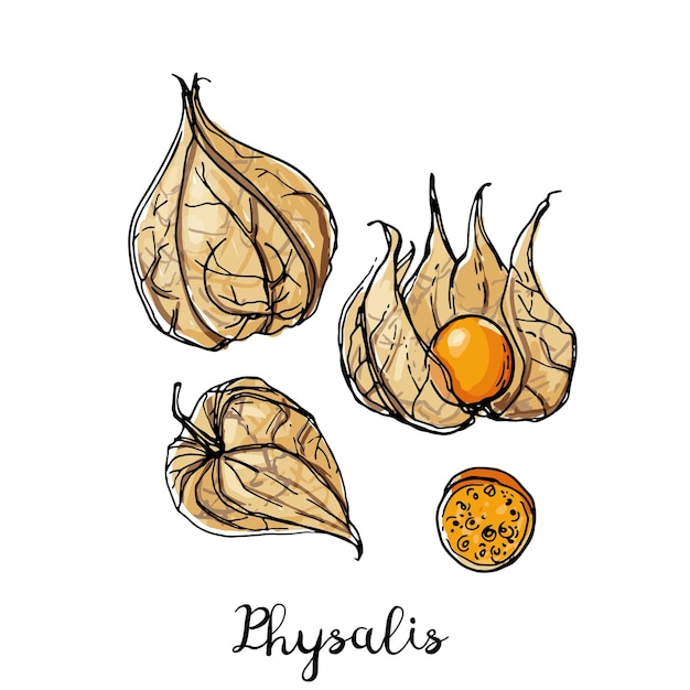 Physalis. fruits drawn by a line on a white background. fruits from thailand. food sketch lines.