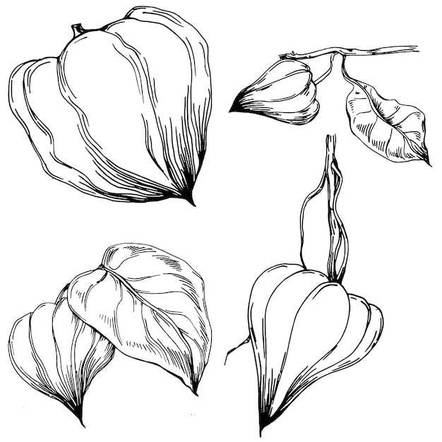 Physalis Geïsoleerde botanische bloem bladeren Zwart-wit gegraveerde schets inkt art