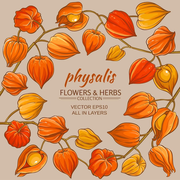 Vector physalis vector frame